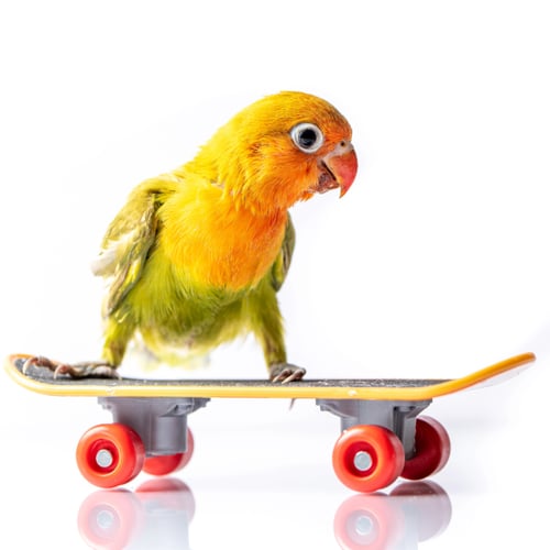 parrot on a skateboard parrot on a skateboard