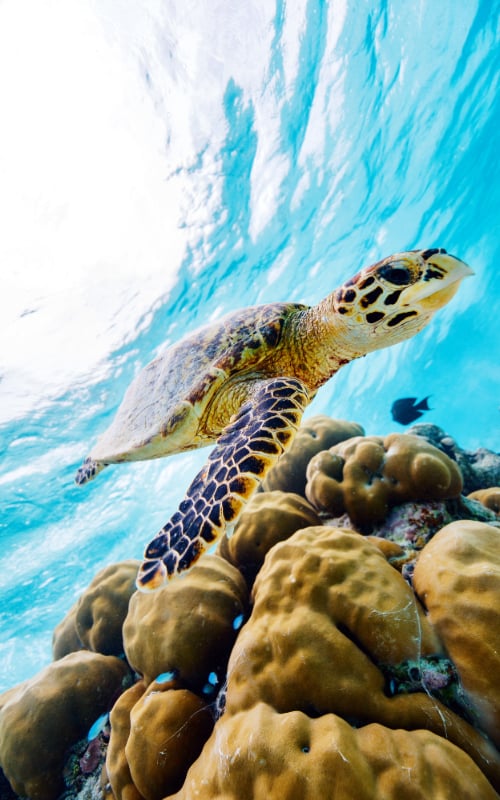 turtle swimming