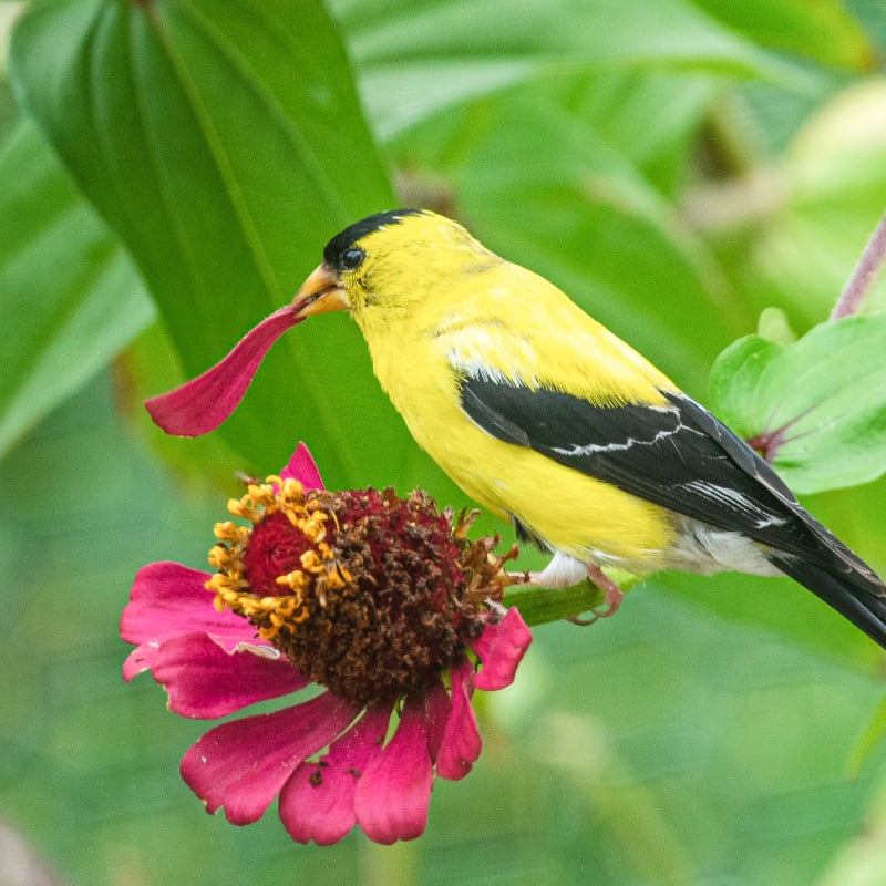 yellow bird pecking a red flower